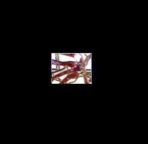D�tail